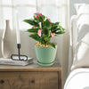 Purple Anthurium Zizou Plant