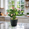 Purple Anthurium Zizou Plant