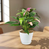 Purple Anthurium Zizou Plant