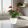 Red Flamingo Flower ‘Anthurium andraeanum’