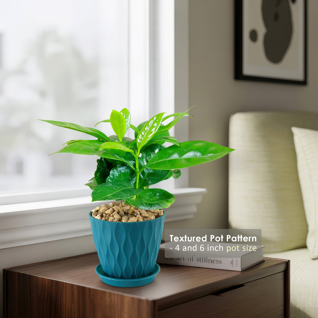 Arabica Coffee Plant ‘Coffea arabica’