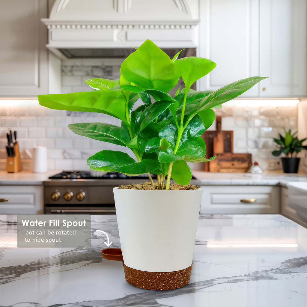 Arabica Coffee Plant ‘Coffea arabica’