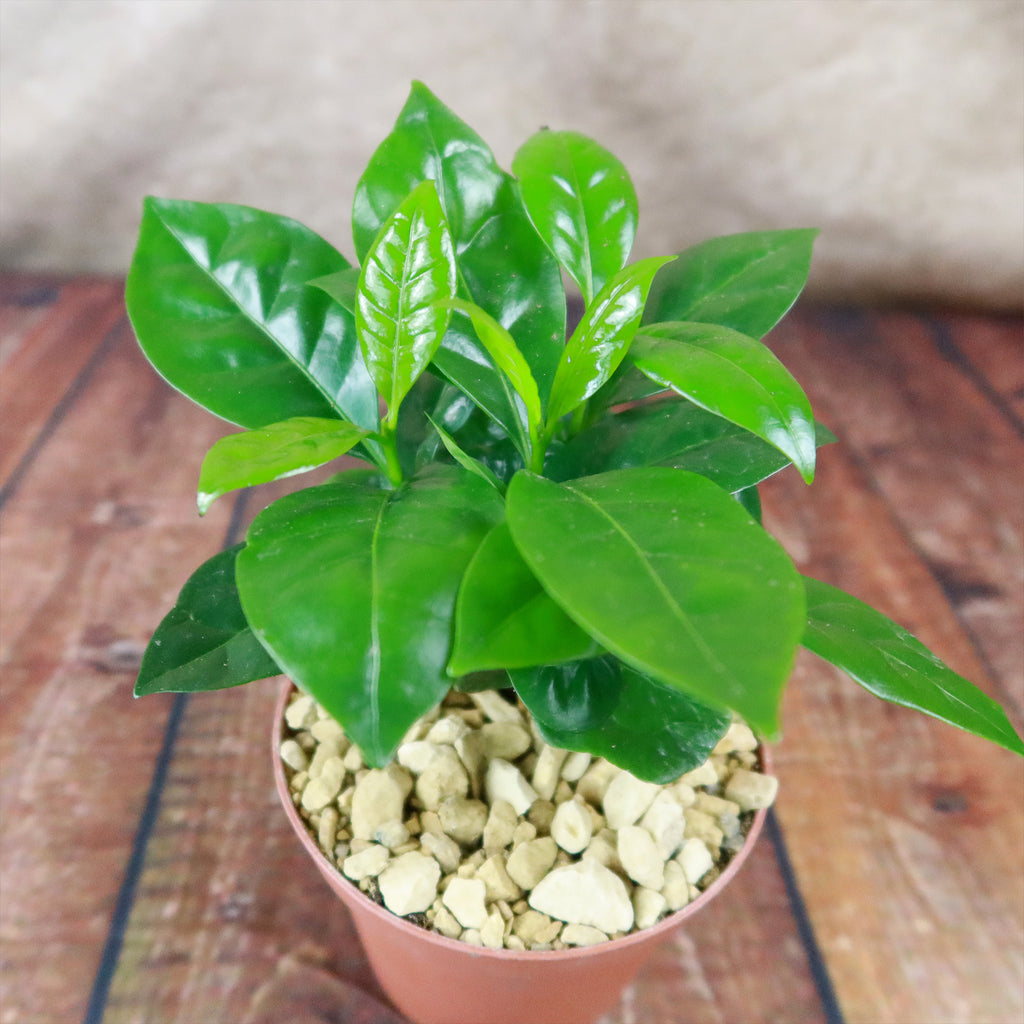 Arabica Coffee Plant ‘Coffea arabica’