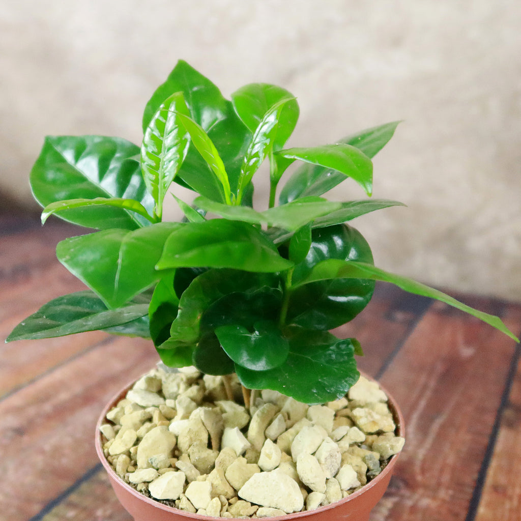 Arabica Coffee Plant ‘Coffea arabica’