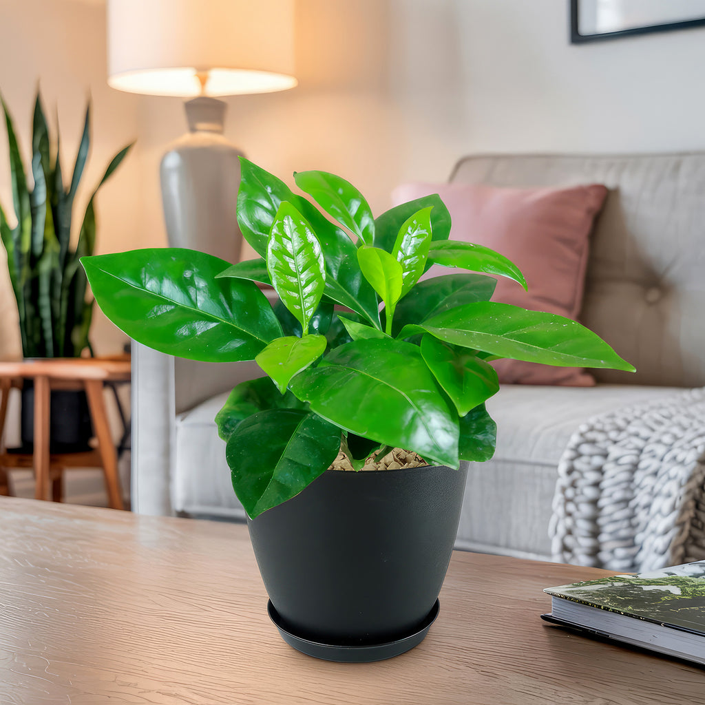 Arabica Coffee Plant ‘Coffea arabica’