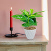 Arabica Coffee Plant (Coffea arabica) in a white pot displayed next to a red candle, ideal for home or office decor.
