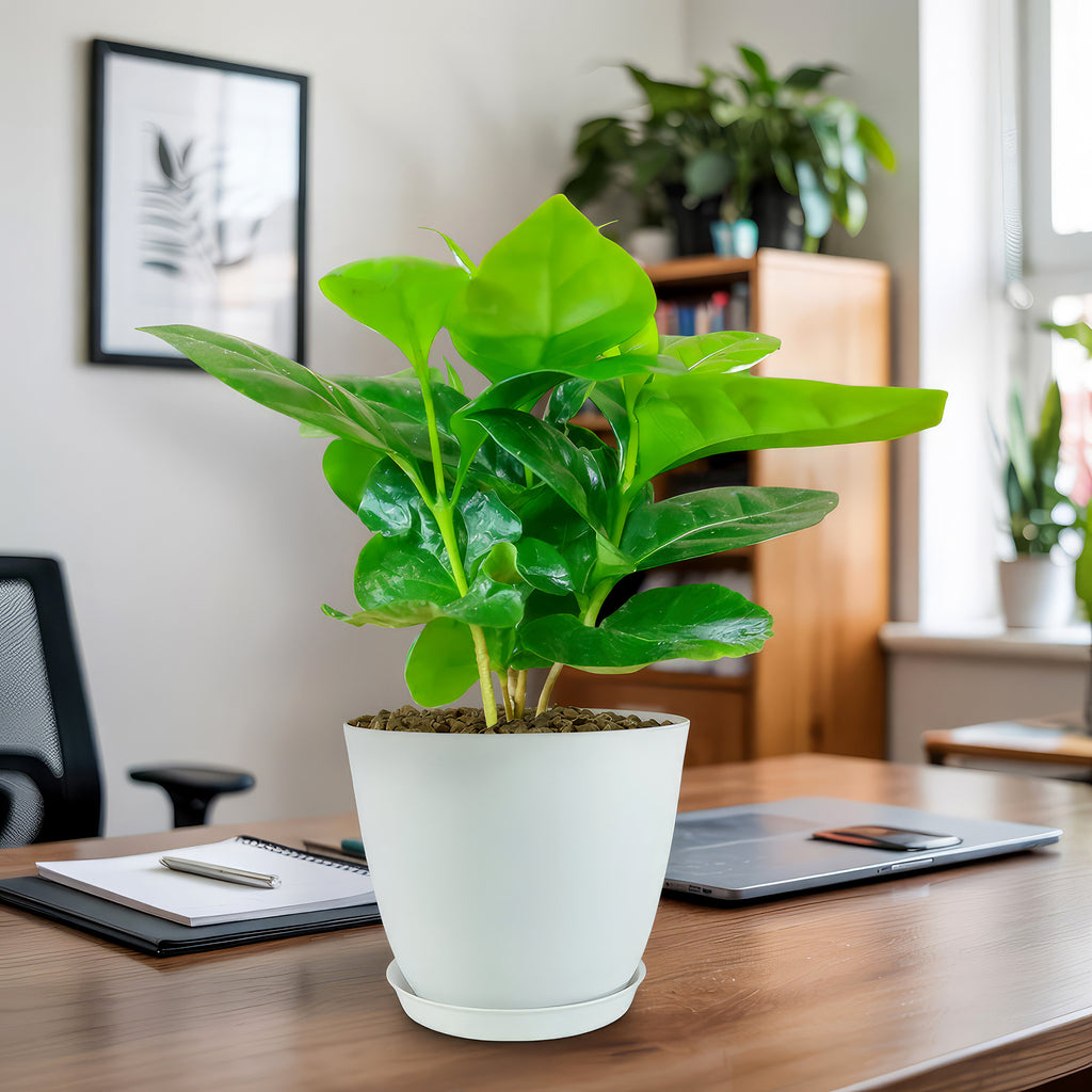 Arabica Coffee Plant ‘Coffea arabica’