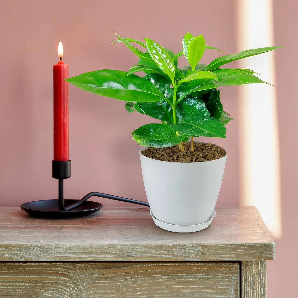 Arabica Coffee Plant ‘Coffea arabica’