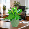 Arabica Coffee Plant with glossy green leaves sits on a wooden office desk, near papers, a pen, and an empty chair in the background.