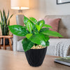 Coffea arabica in a black textured pot on a wooden table in a cozy living room with a sofa, pink cushion, throw, lamp, and plant.
