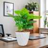 Arabica Coffee Plant in a white textured pot on an office desk with a laptop, notebooks, and chair; blurred plants in background.