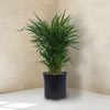 Areca Palm ‘Dypsis lutescens’
