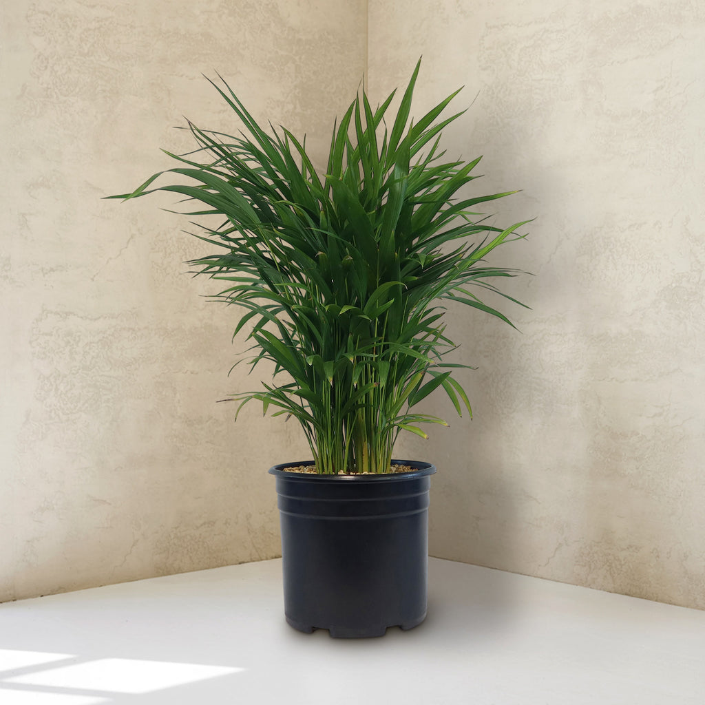 Potted indoor plant with glossy green leaves beside a small Buddha statue