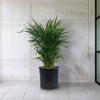 Areca Palm ‘Dypsis lutescens’