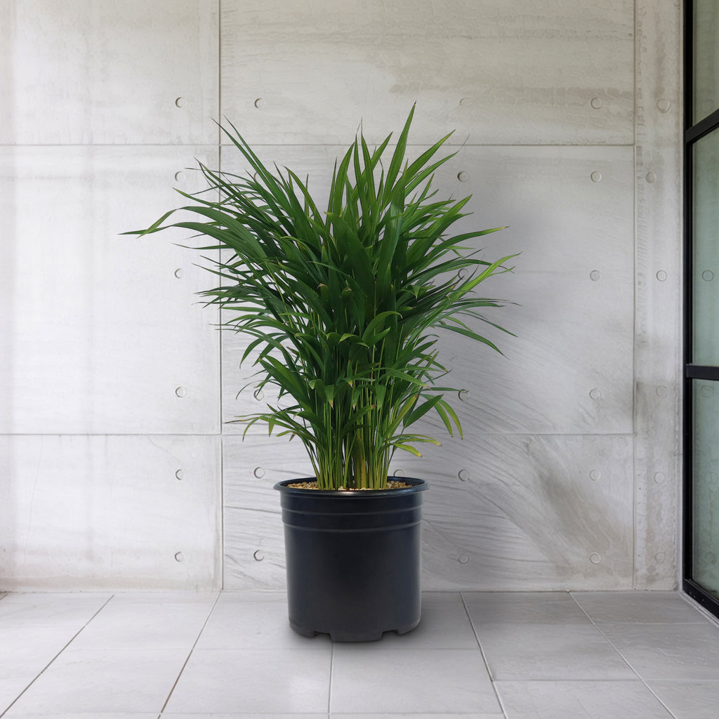 Potted indoor plant with glossy green leaves beside a small Buddha statue