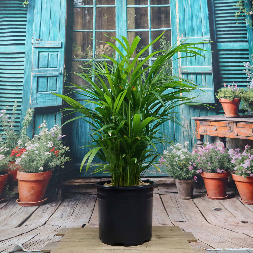Potted indoor plant with glossy green leaves beside a small Buddha statue