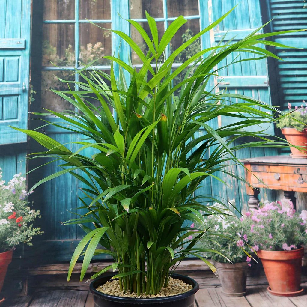 Potted indoor plant with glossy green leaves beside a small Buddha statue