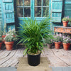 Areca Palm ‘Dypsis lutescens’