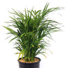 Areca Palm ‘Dypsis lutescens’