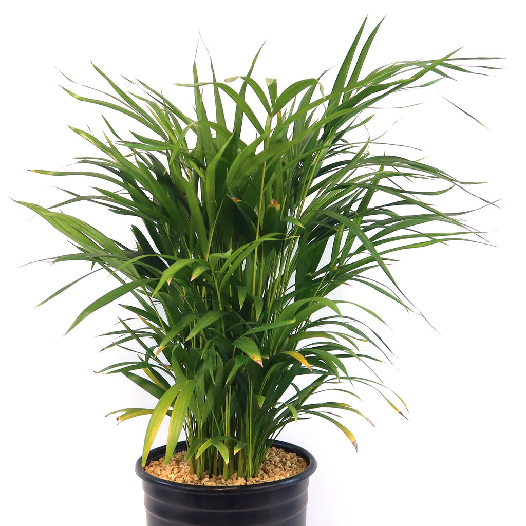 Potted indoor plant with glossy green leaves beside a small Buddha statue