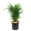 Areca Palm ‘Dypsis lutescens’