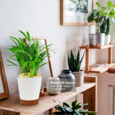 Areca Palm ‘Dypsis lutescens’