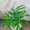 Areca Palm ‘Dypsis lutescens’