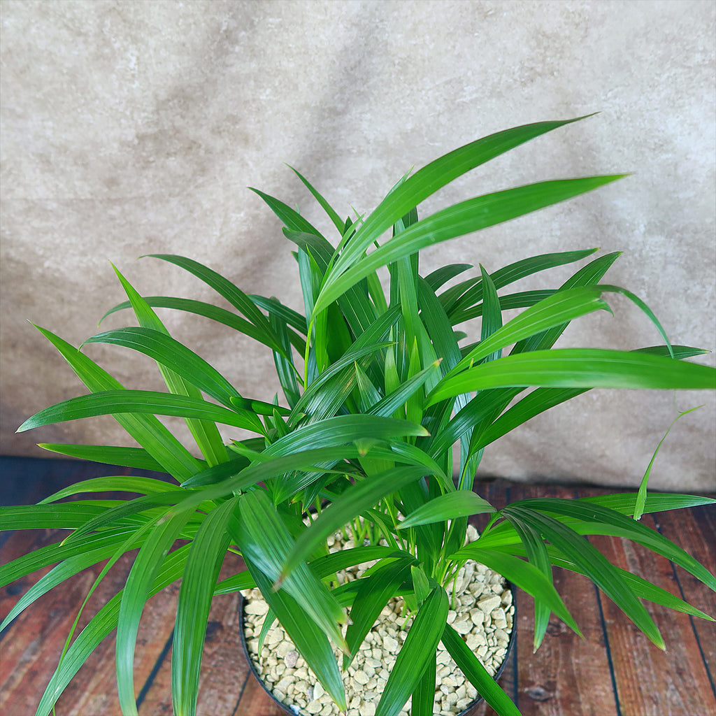 Areca Palm ‘Dypsis lutescens’