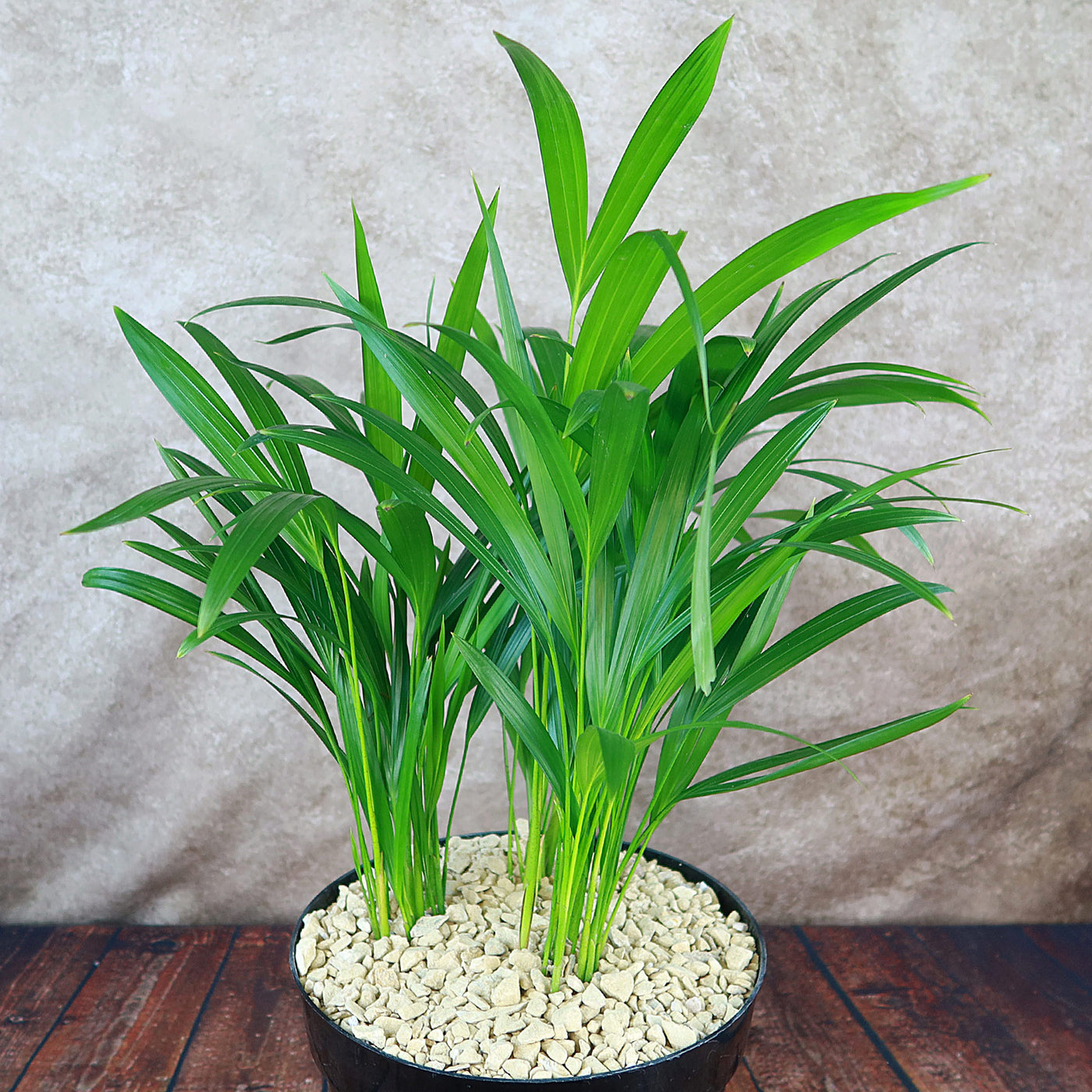 is areca palm indoor plant Areca Palm ‘Dypsis lutescens’ 2 Gal. / Black / No Pot
