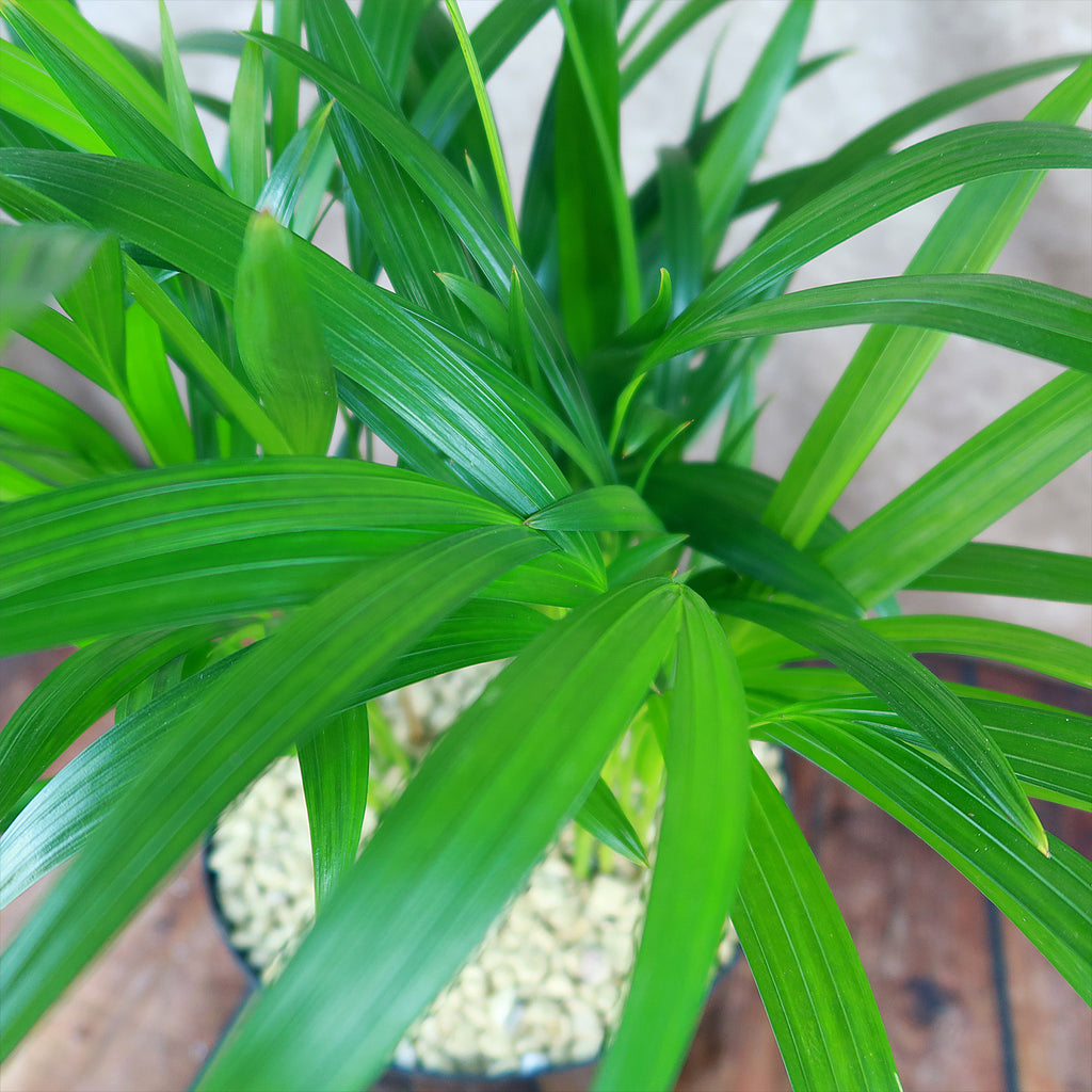 Areca Palm ‘Dypsis lutescens’