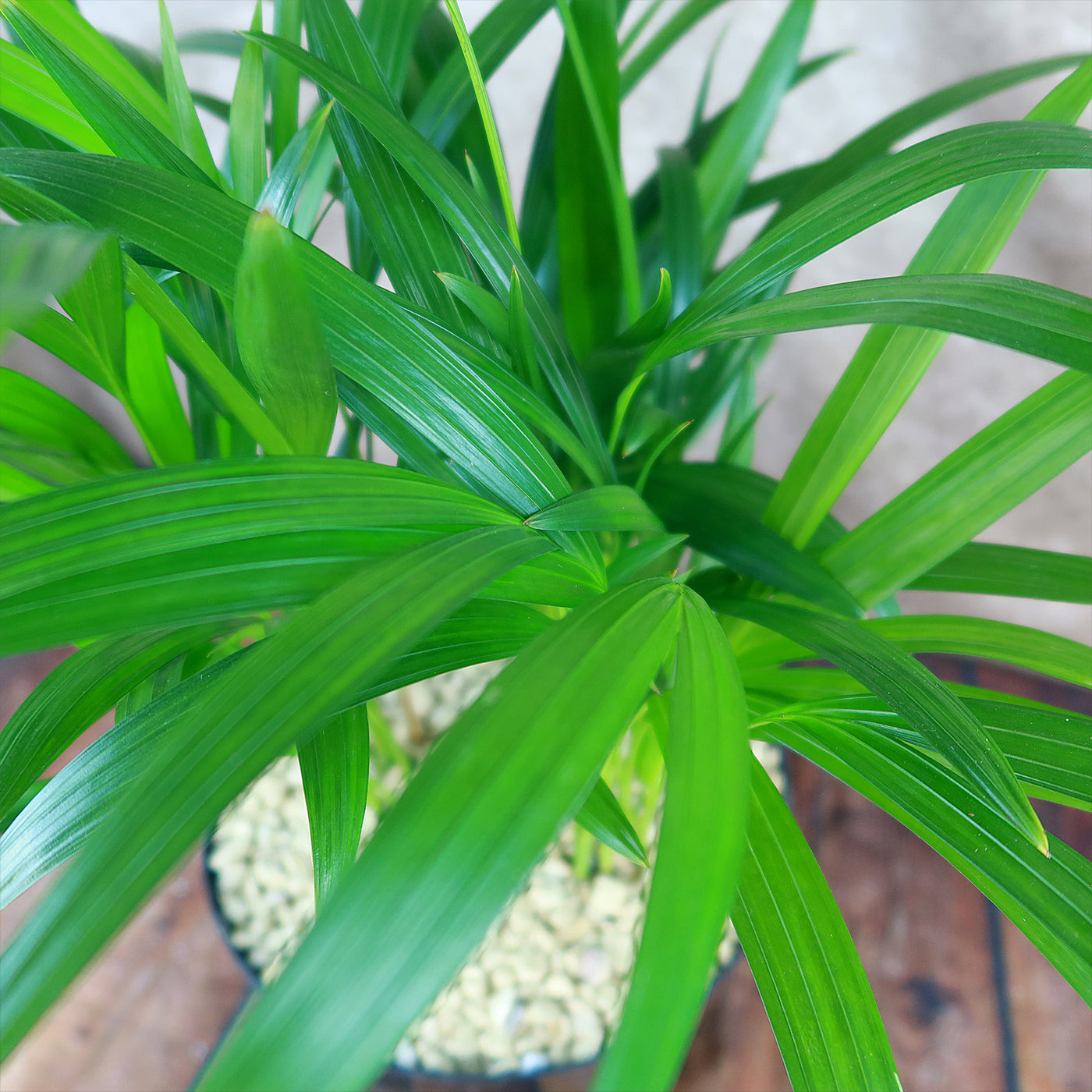 Areca Palm ‘Dypsis lutescens’
