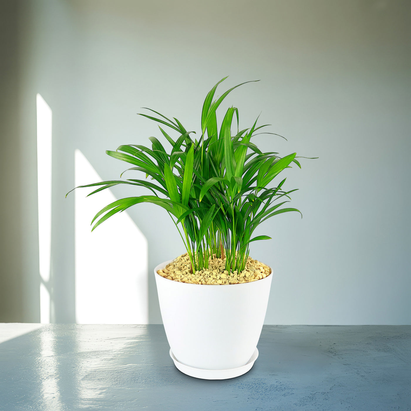 white palm plant Areca Palm ‘Dypsis lutescens’ 2 Gal. / Black / No Pot