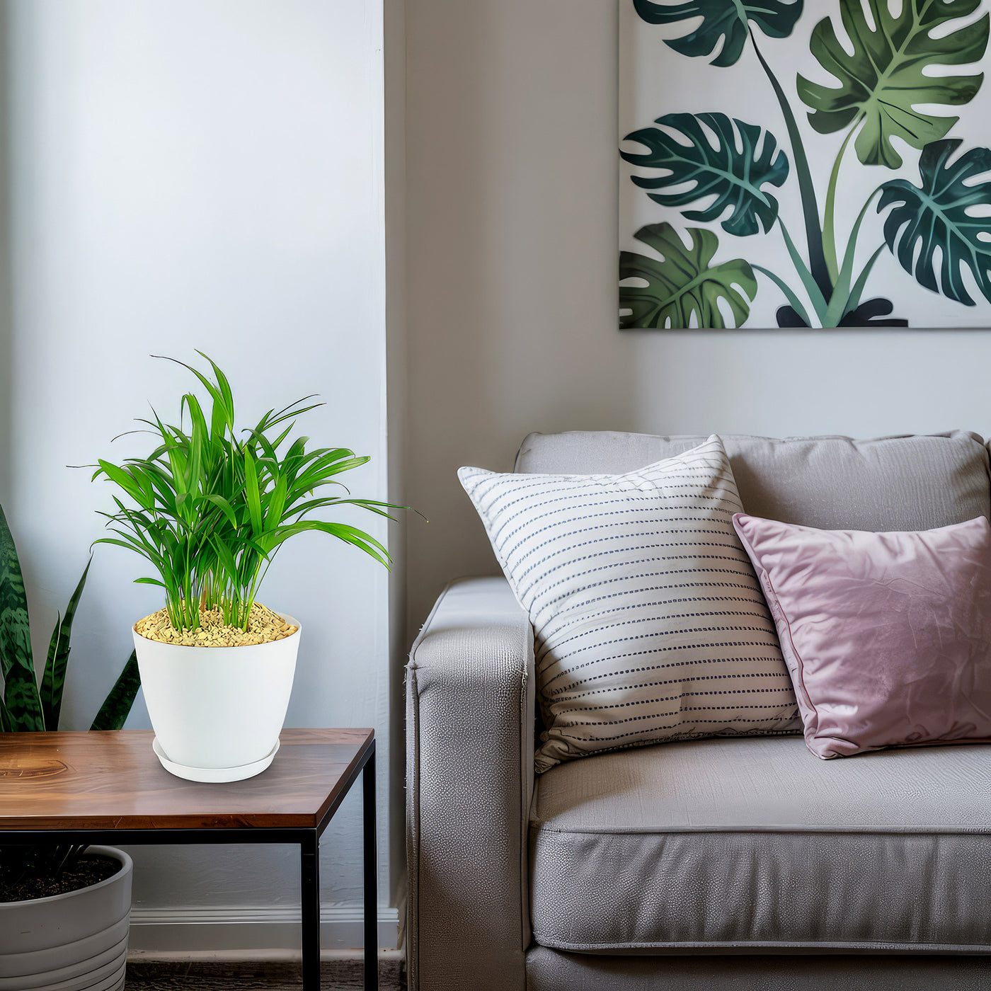 Areca Palm ‘Dypsis lutescens’