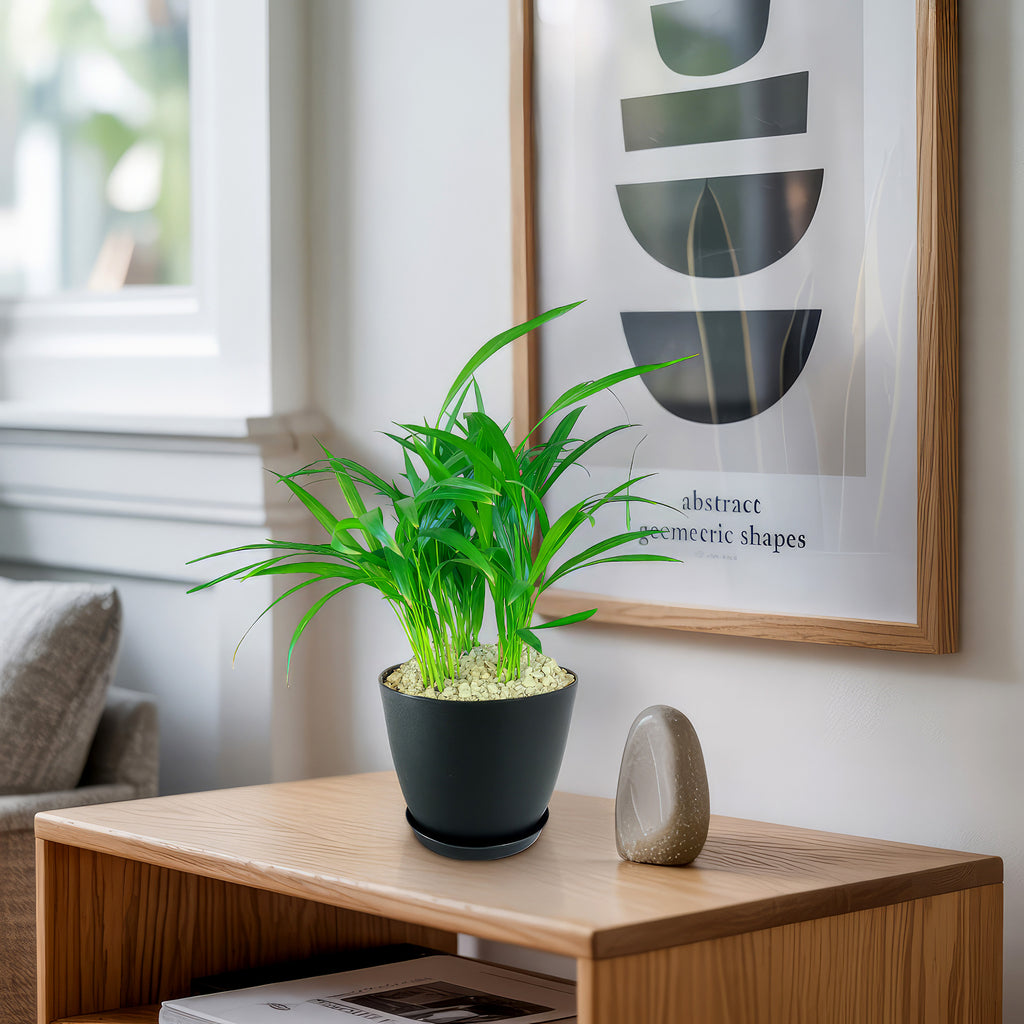 Areca Palm ‘Dypsis lutescens’