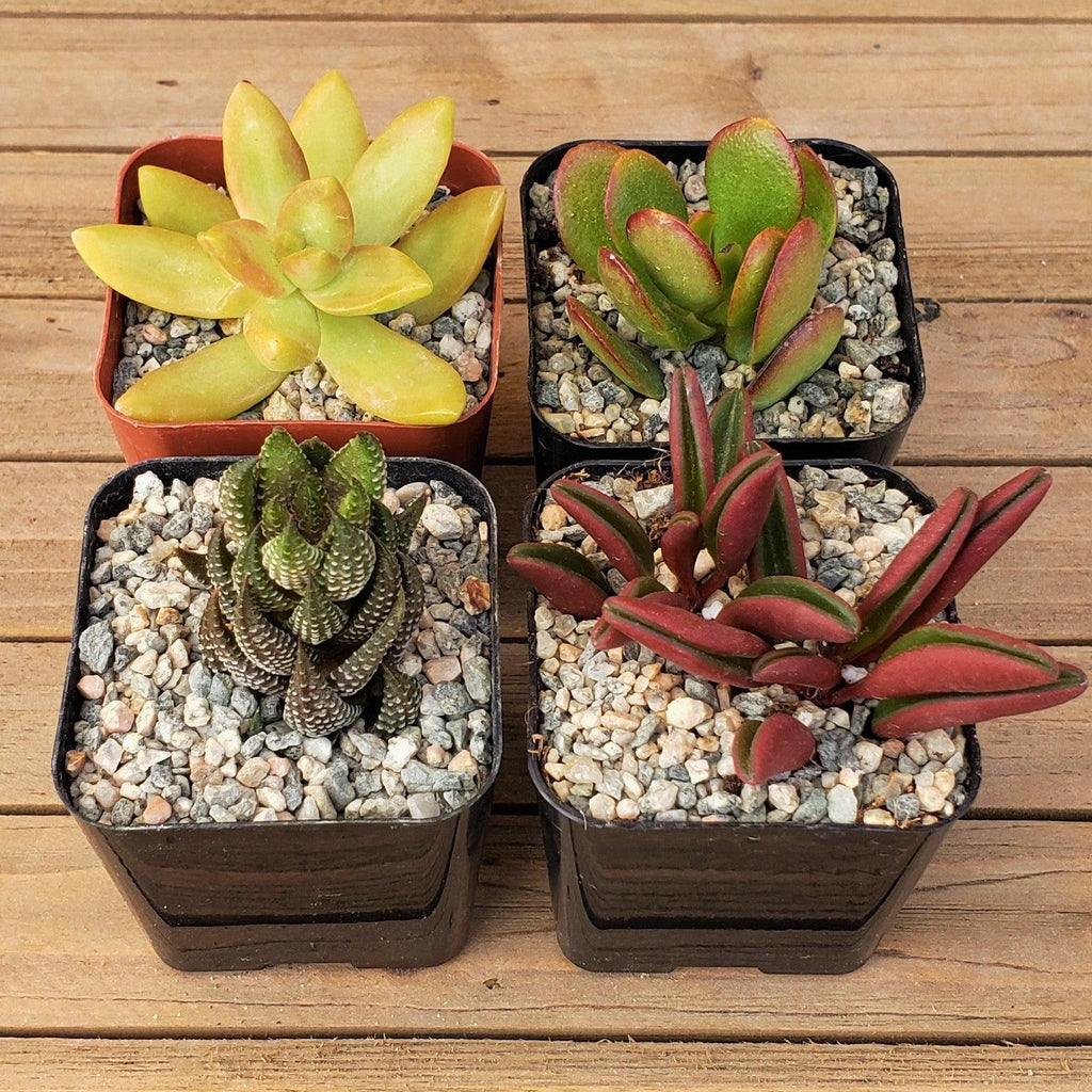 Arizona Sunset Succulent Assorted Packs (3-25 packs)