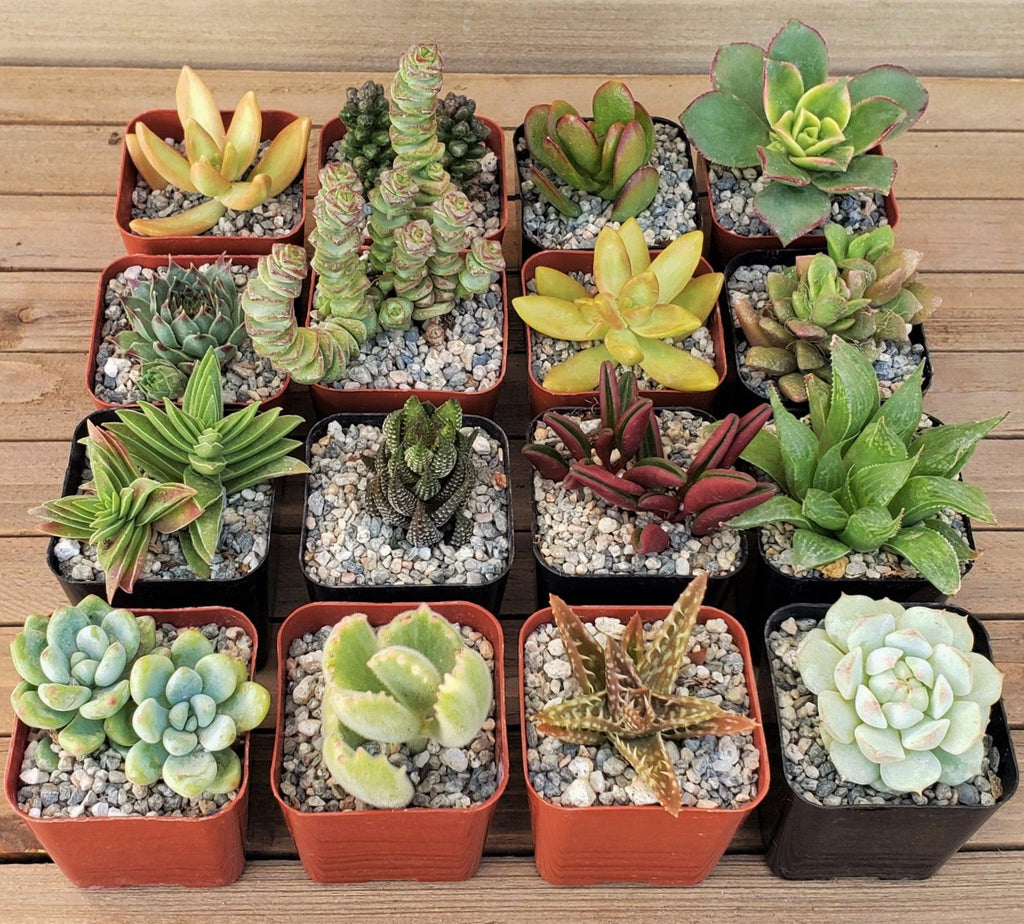 Arizona Sunset Succulent Assorted Packs (3-25 packs)