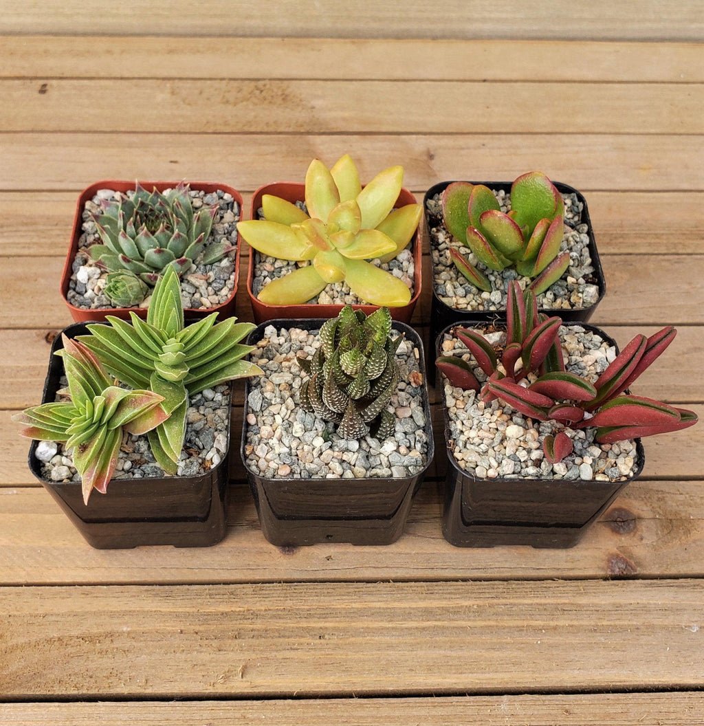 Arizona Sunset Succulent Assorted Packs (3-25 packs)