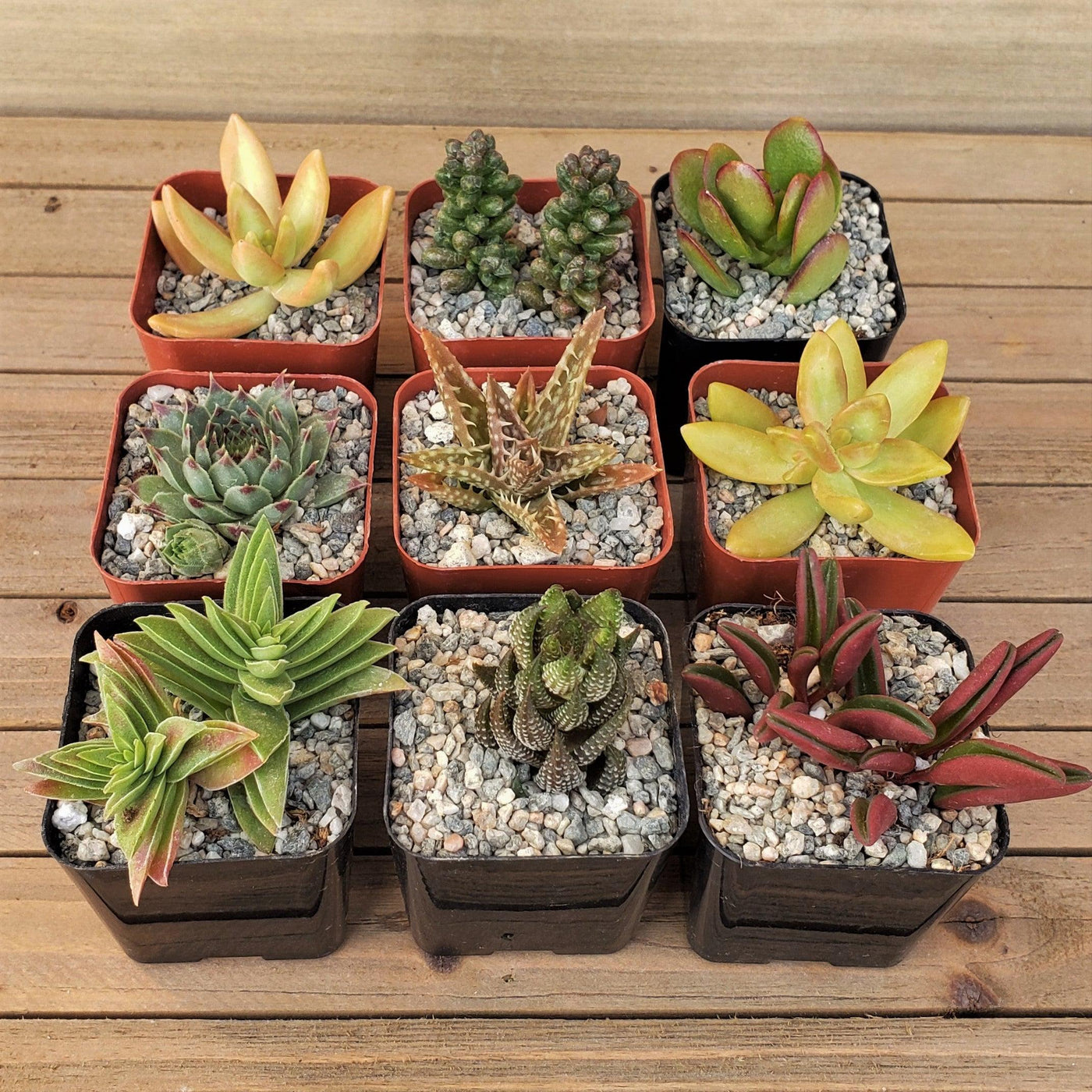 yellow succulents for sale Arizona Sunset Succulent Assorted Packs (3-25 packs) – Planet Desert