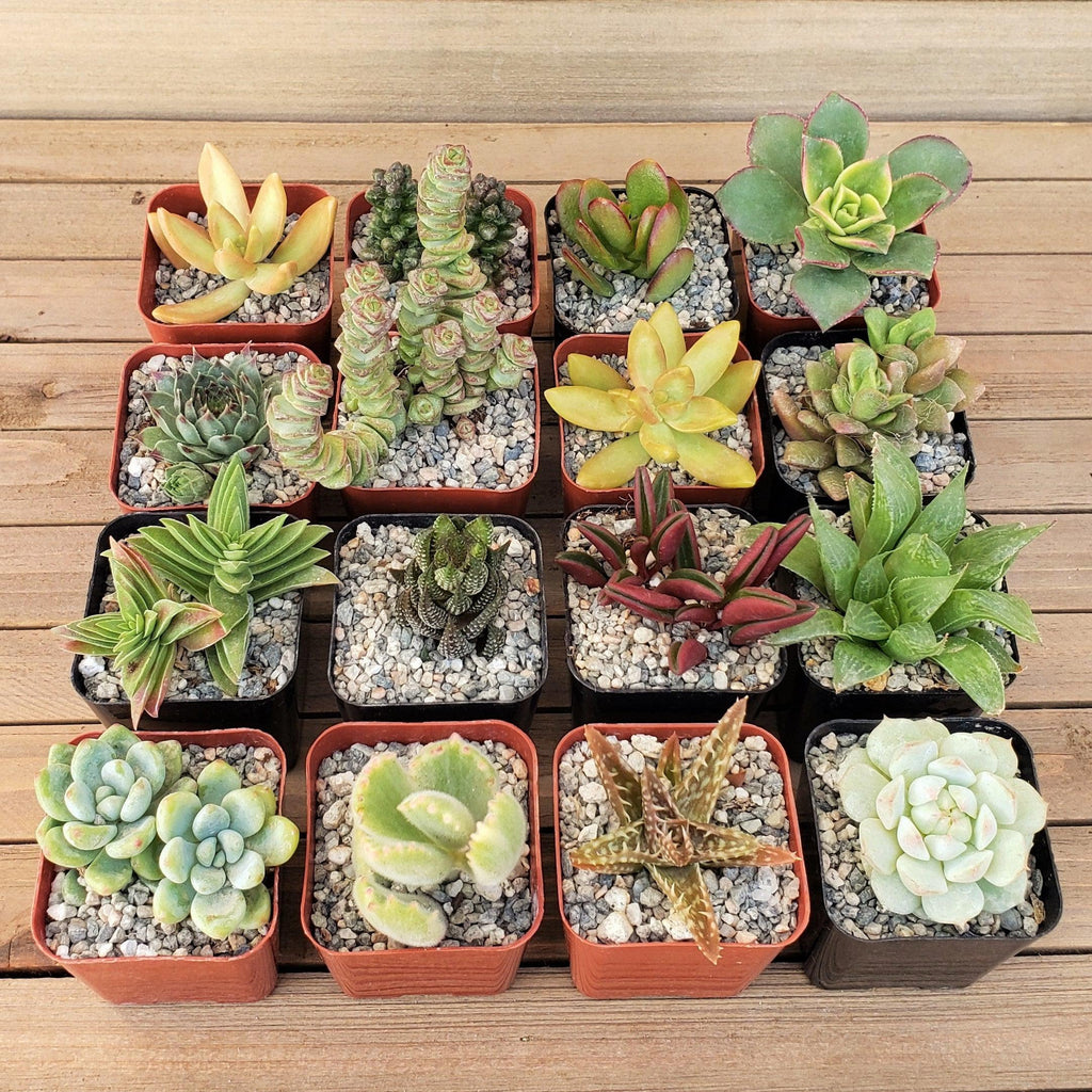 Arizona Sunset Succulent Assorted Packs (3-25 packs)