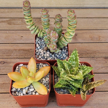 Arizona Sunset Succulent Assorted Packs (3-25 packs) 2