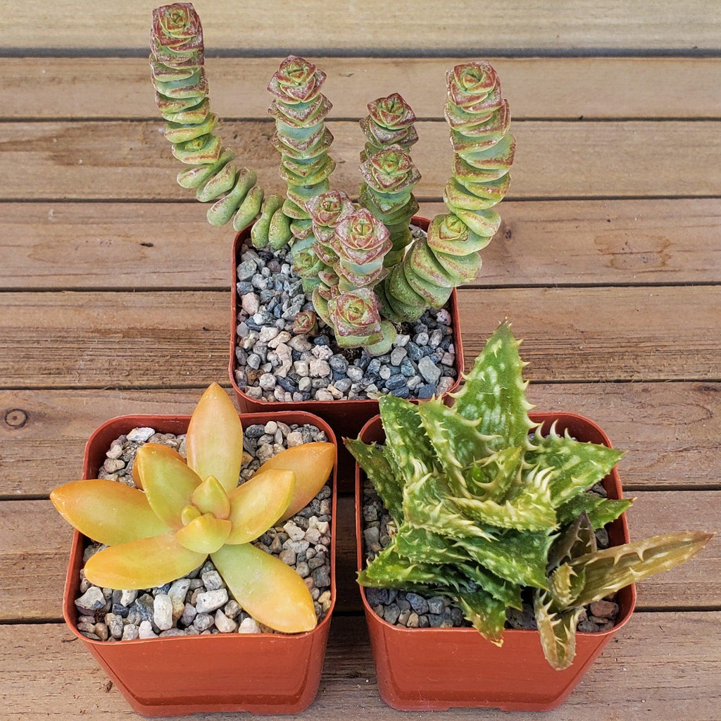 Arizona Sunset Succulent Assorted Packs (3-25 packs)