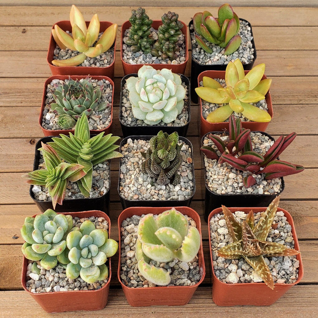 Arizona Sunset Succulent Assorted Packs (3-25 packs)