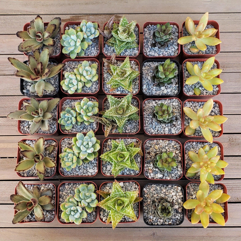Arizona Sunset Succulent Assorted Packs (3-25 packs)