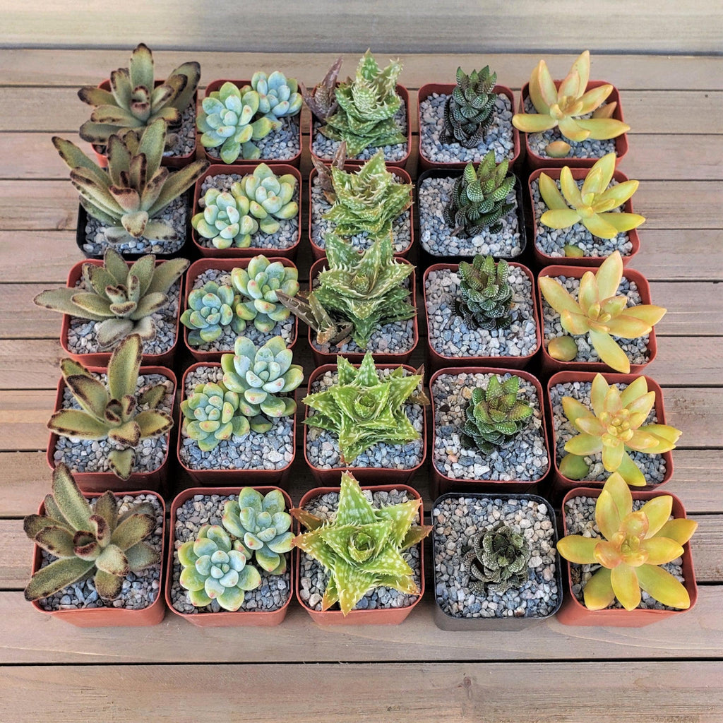 Arizona Sunset Succulent Assorted Packs (3-25 packs)