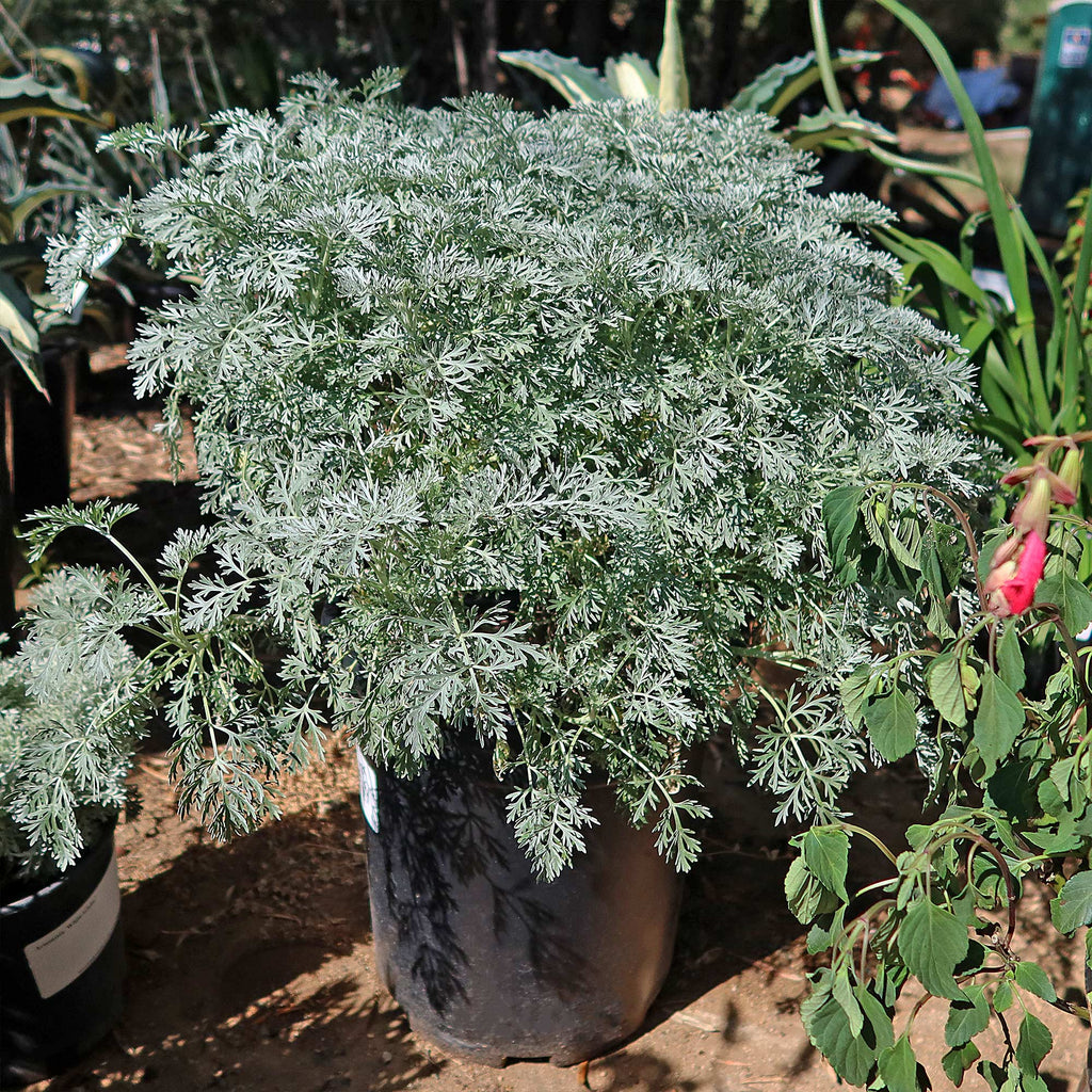 Artemisia ‘Powis Castle’