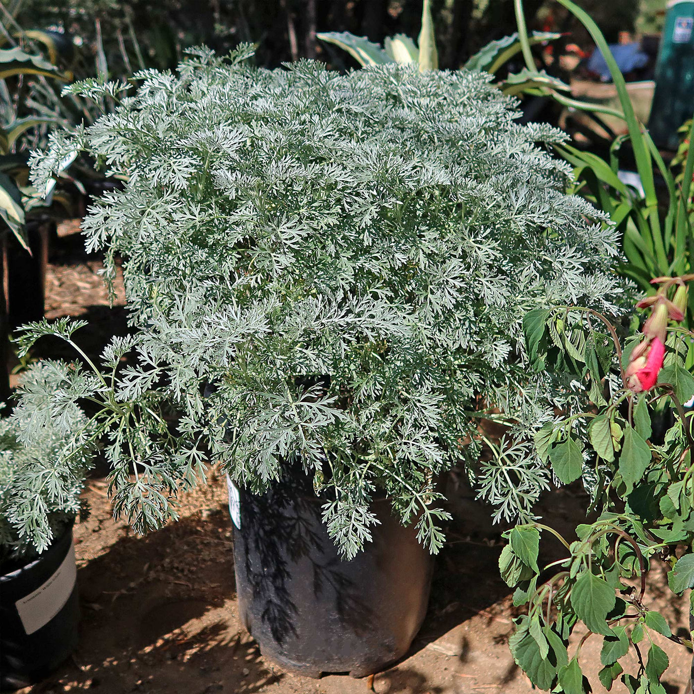 wormwood plant care indoors Shop 'Artemisia Powis Castle' Care and Growing Guide