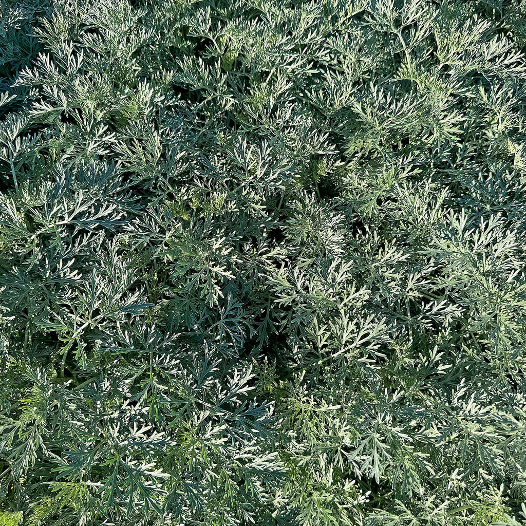 Artemisia ‘Powis Castle’