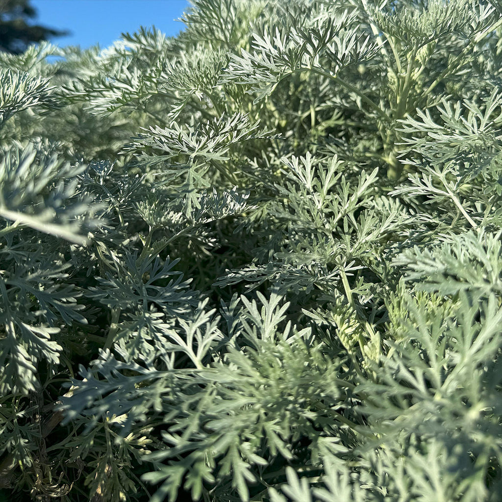 Artemisia ‘Powis Castle’