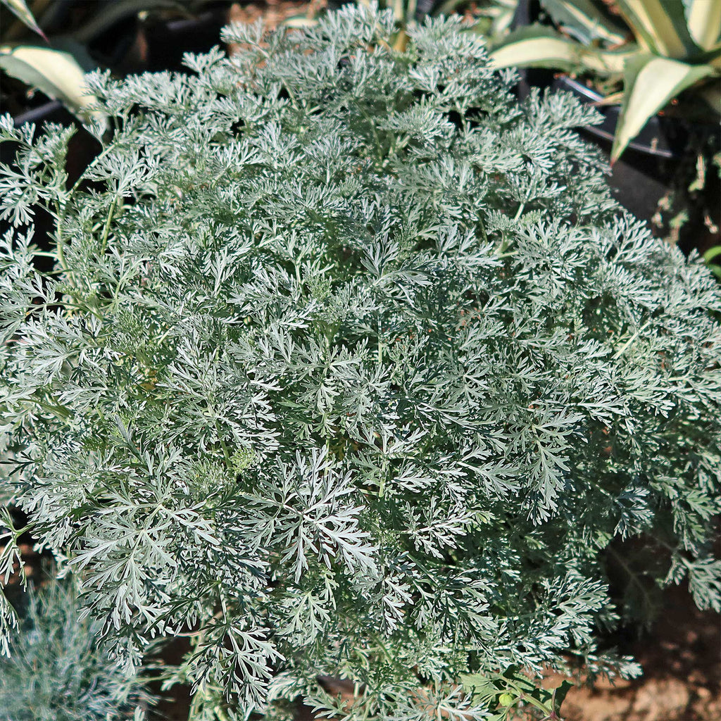 Artemisia ‘Powis Castle’