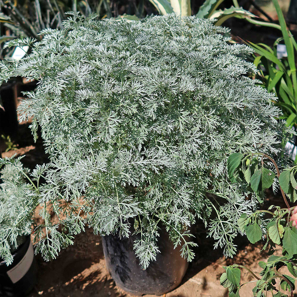 Artemisia ‘Powis Castle’